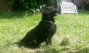 fluffy labrador