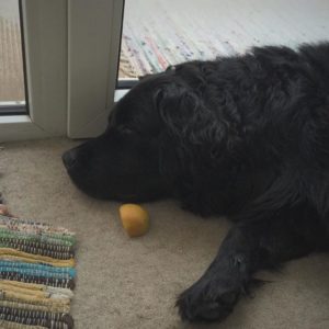 fluffy labrador