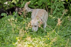 Photo-11