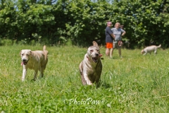 Photo-12