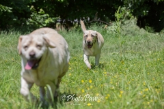 Photo-15