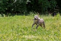 Photo-17