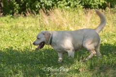 Photo-29