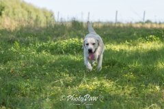 Photo-31