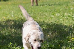 Photo-37