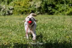 Photo-39