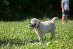 Photo-41