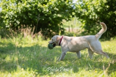 Photo-42