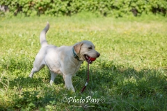 Photo-43