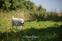 Photo-45