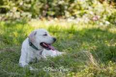 Photo-46