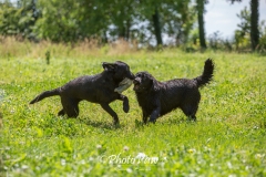 Photo-6