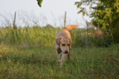 image006