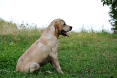 image008