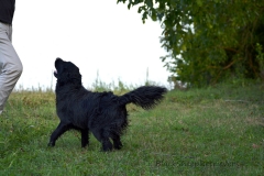 image009