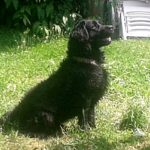 fluffy labrador