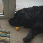 fluffy labrador