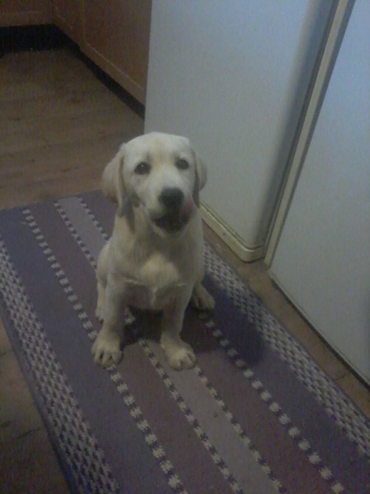 Sif Aesir - 3 mesi