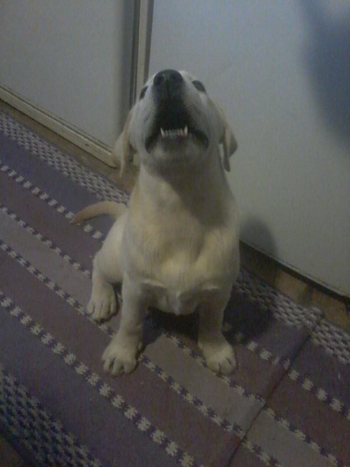 Sif Aesir - 3 mesi