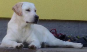 Perla 1 anno