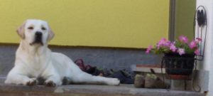 Perla 1 anno