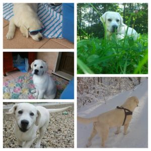 Yago - crescita