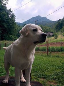 Yago 2 anni